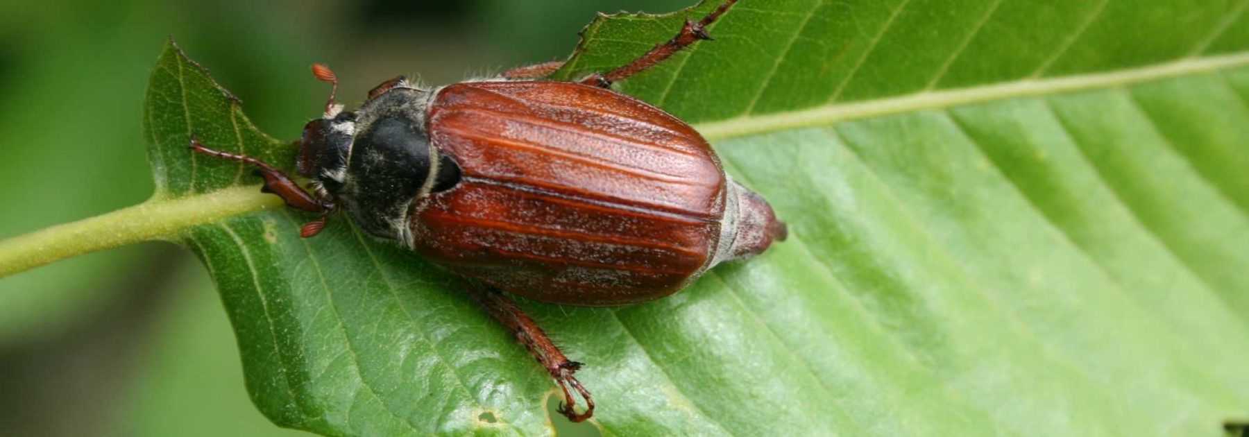 Hanneton : identification, dégâts et moyens de lutte