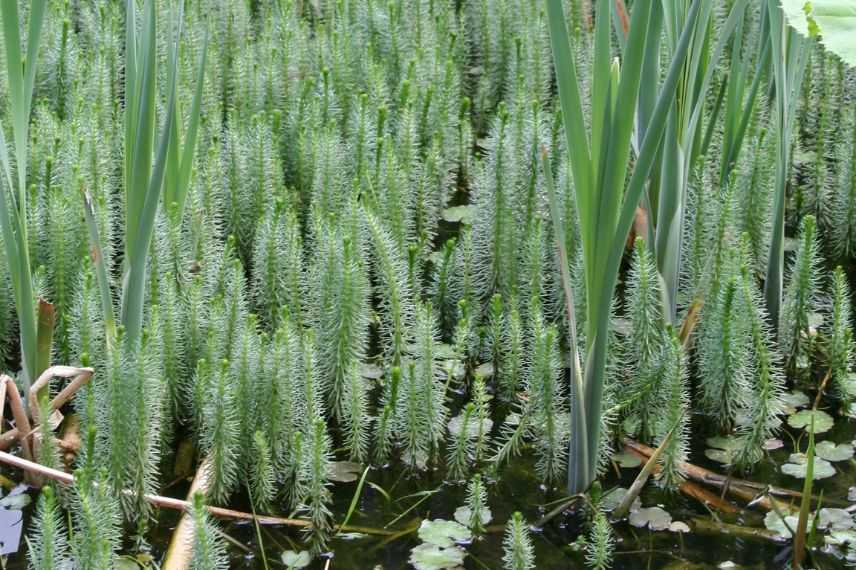 Paquet de plantes pour étang - 11 plantes à oxygène + 1 nourriture