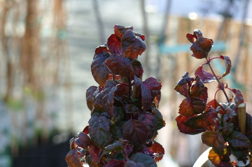 plante grimpante pour l'automne