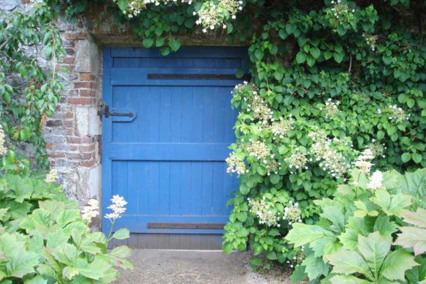 Hortensia grimpant pour l'ombre