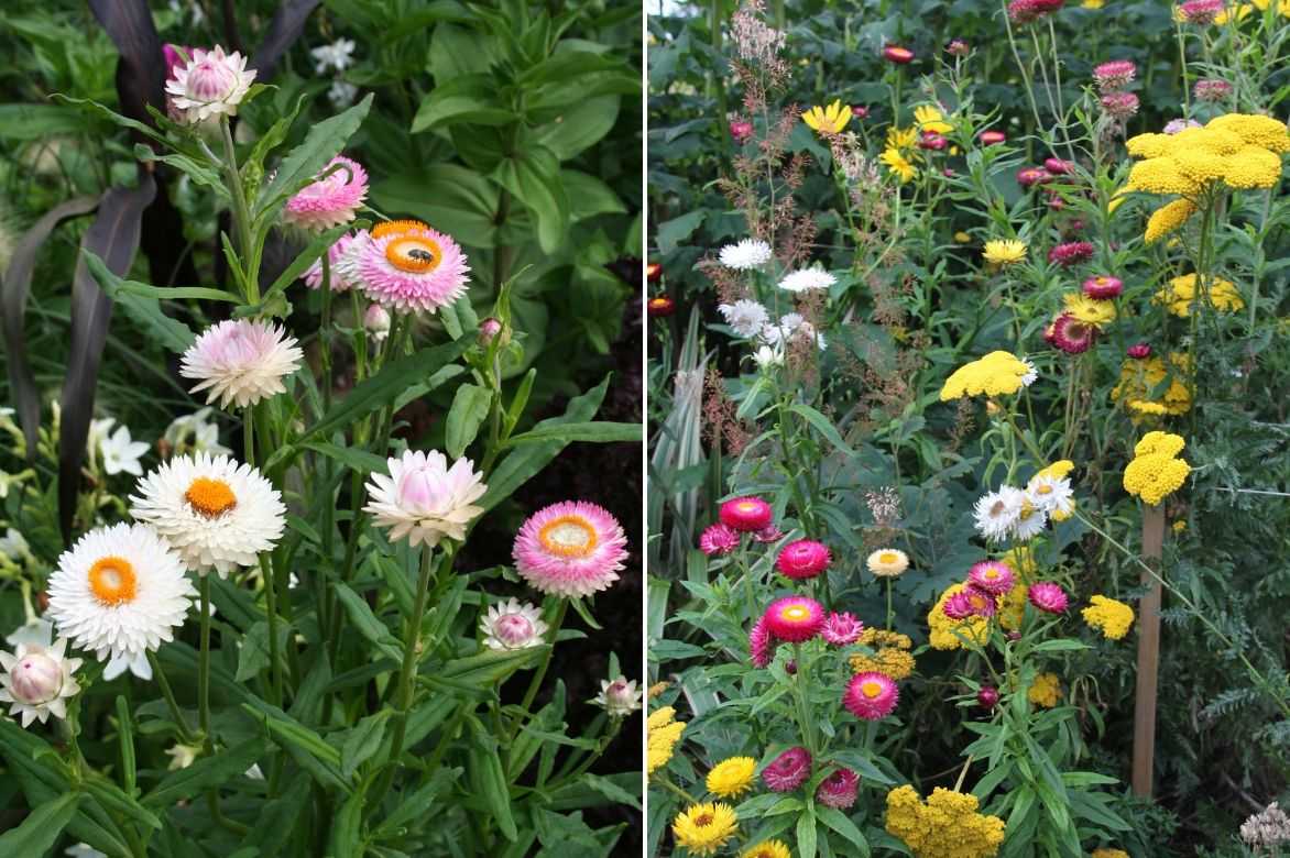 helichrysum monstrosum