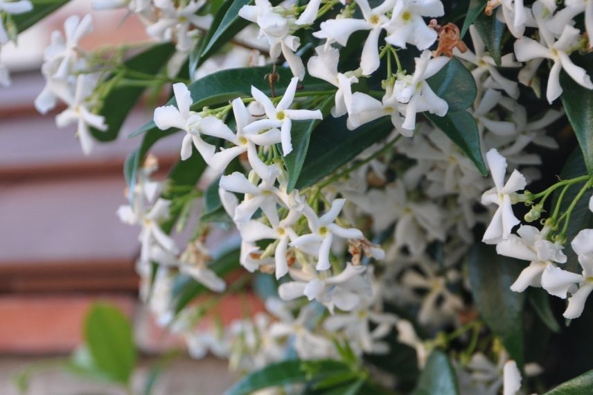 plantes grimpantes pour le plein soleil