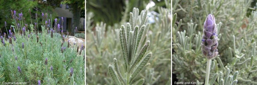 lavandula dentata