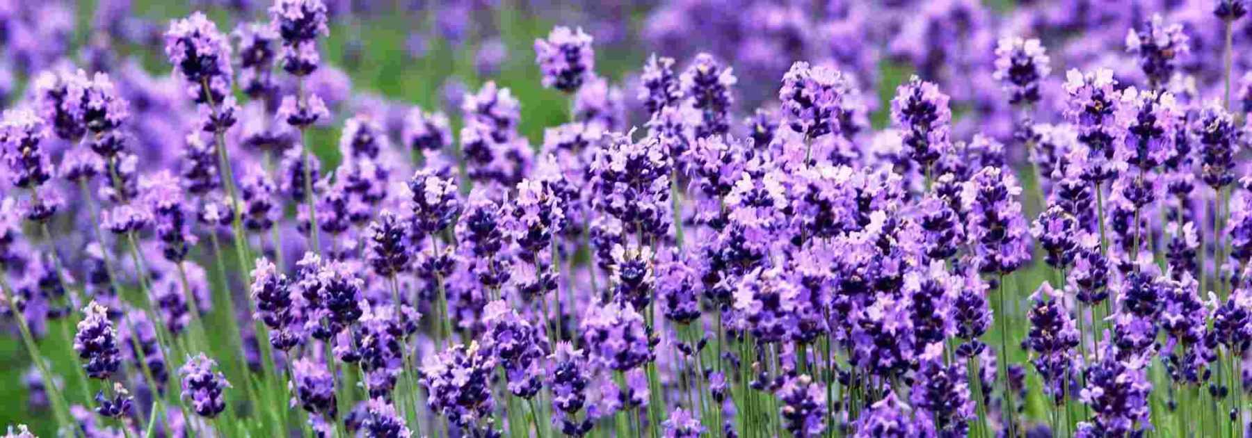 Lavandula angustifolia 'Anna' - Lavande fine de jardin sec