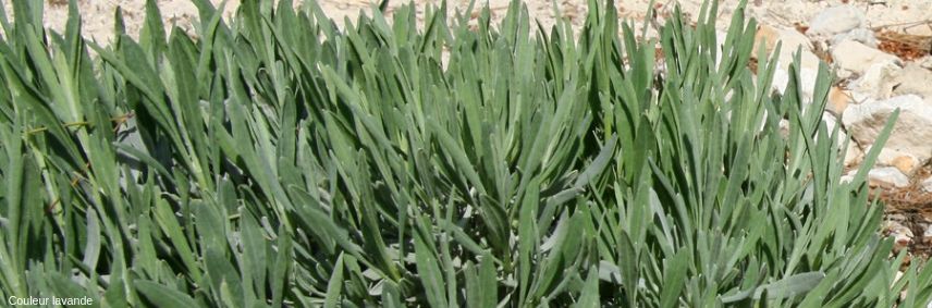 lavandula latifolia