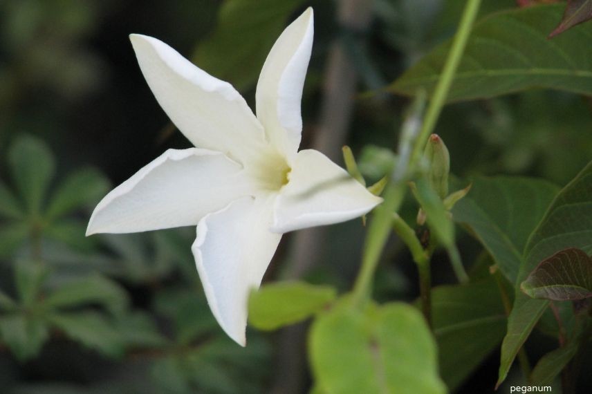 plantes grimpantes pour le plein soleil