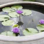 Mini bassin : un petit jardin d'eau pour la terrasse ou le balcon