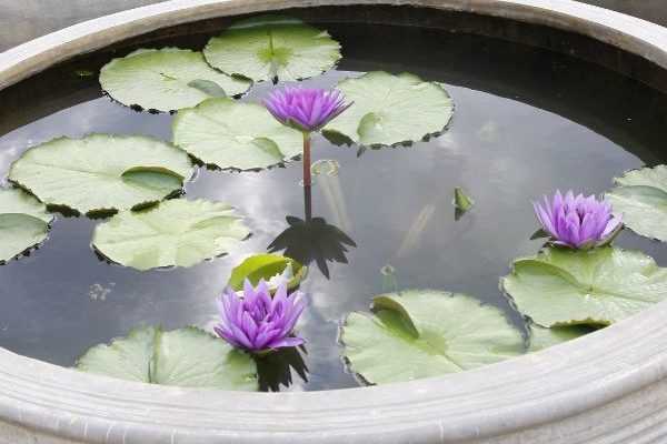 Mini bassin : un petit jardin d'eau pour la terrasse ou le balcon