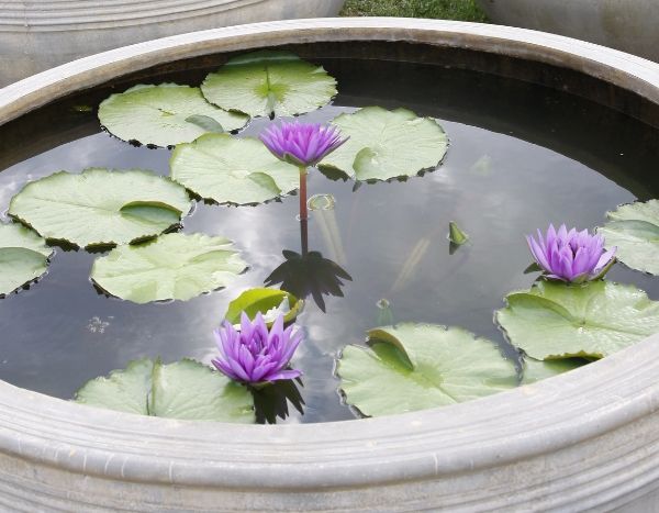 Mini bassin : un petit jardin d'eau pour la terrasse ou le balcon