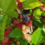 Le Mûrier nain ‘Mojo Berry’ : un fruitier nain aux fruits délicieux tout l'été