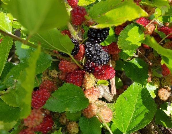 Le Mûrier nain ‘Mojo Berry’ : un fruitier nain aux fruits délicieux tout l'été