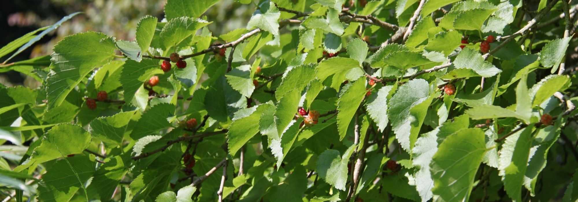 Mûrier, Morus : planter, tailler et entretenir