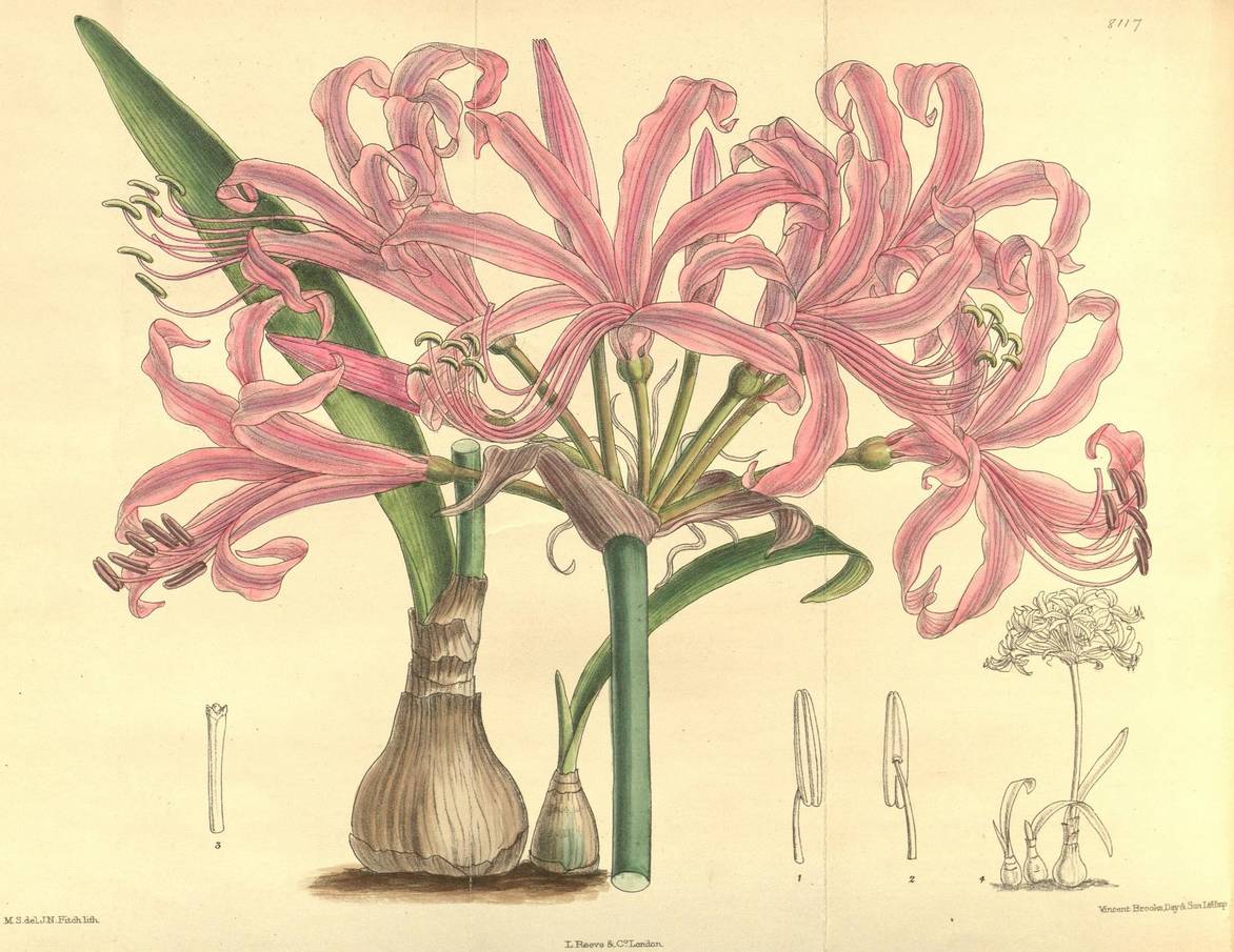 nerine