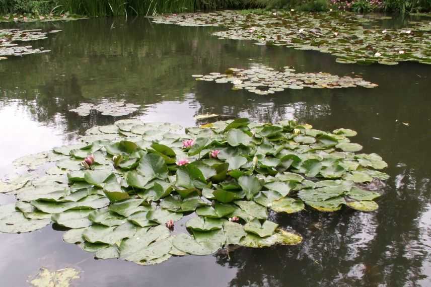 nenuphar