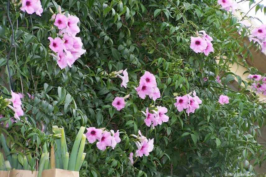 plantes grimpantes pour le plein soleil