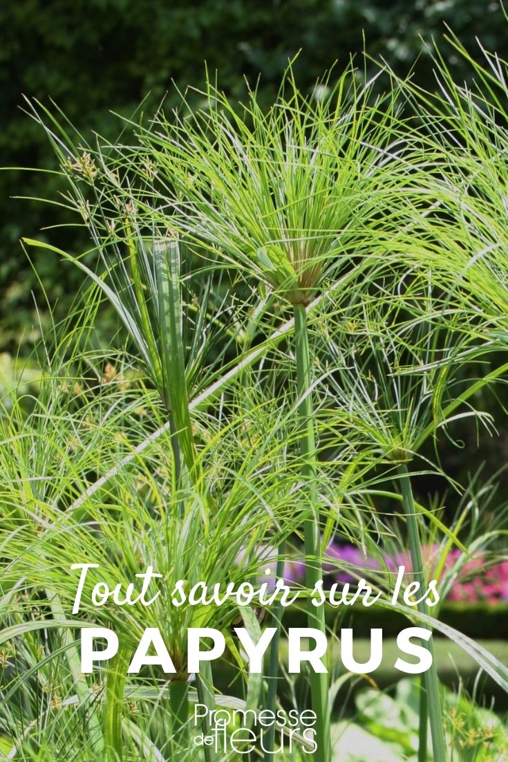 Bel Arbre Vert De Source Avec Les Lames Fraîches Photo stock