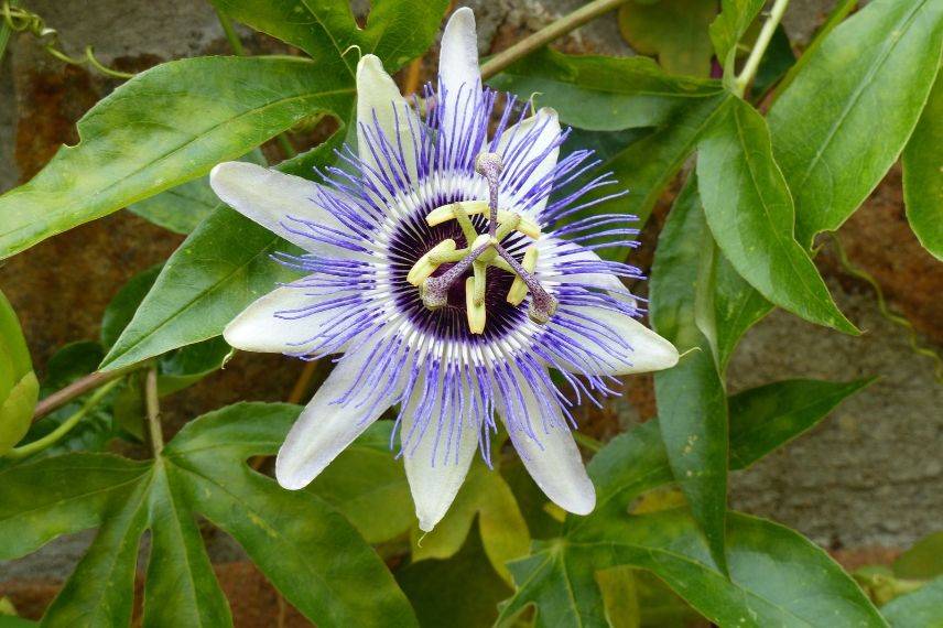 plantes grimpantes pour le plein soleil