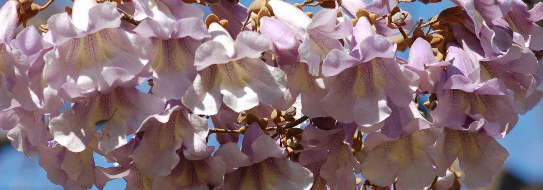 Des paulownias plantés à Rocquigny: l'arbre écolo par excellence