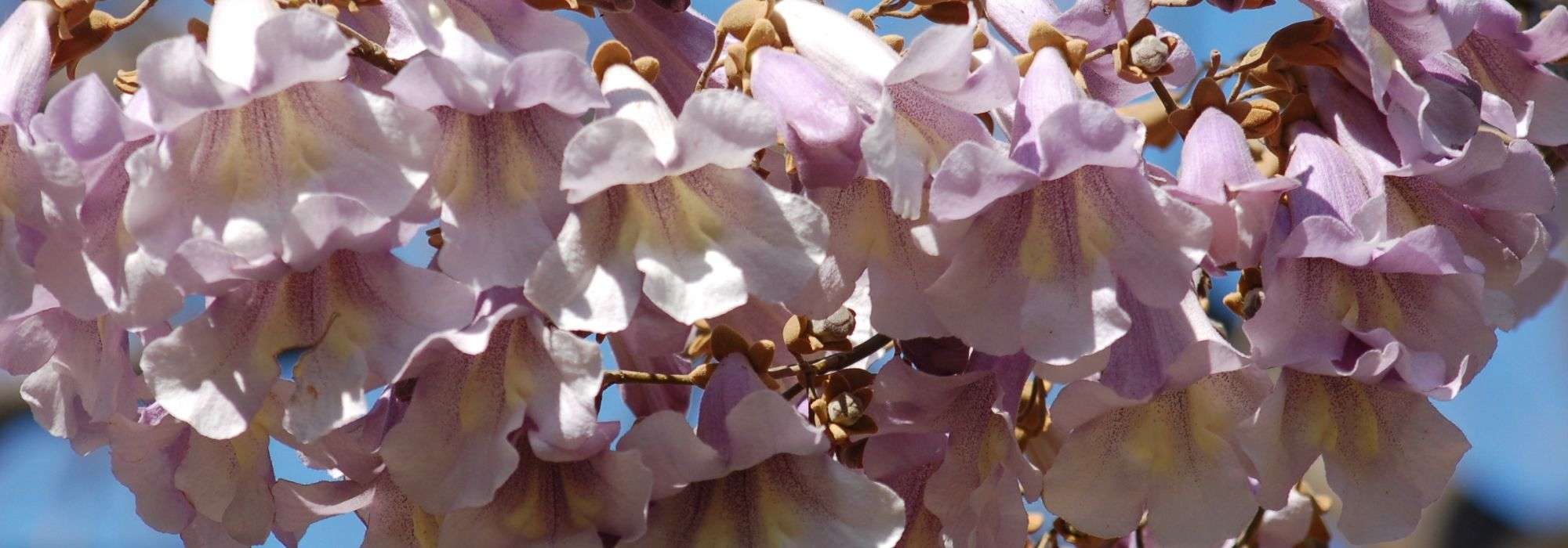 Paulownia tomentosa (arbre impérial)