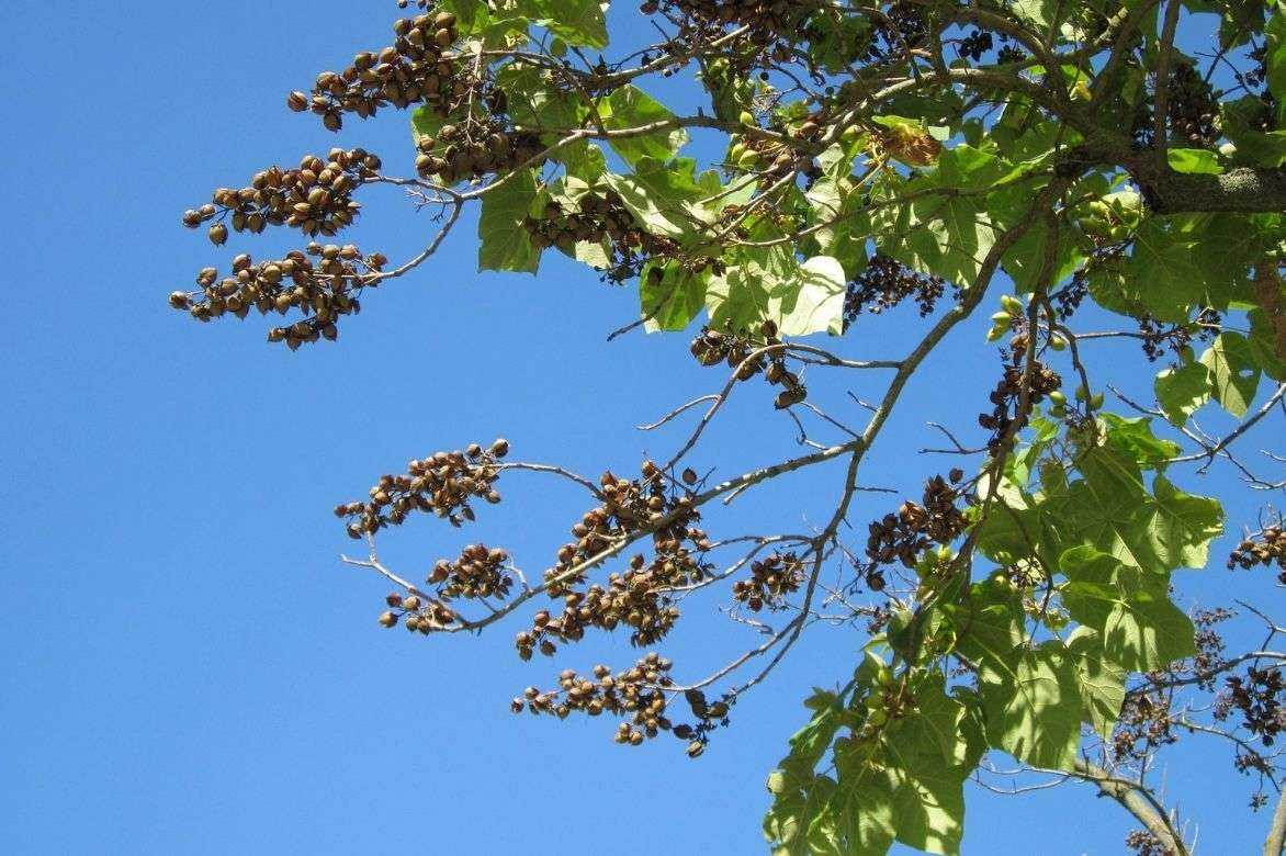 Exploitant arbre paulownia