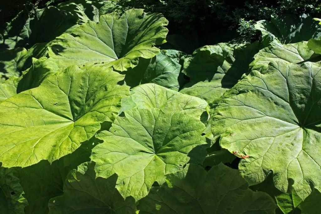 petasite