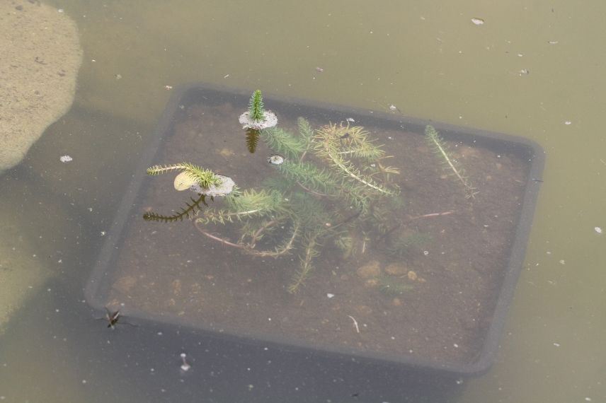 plante aquatique