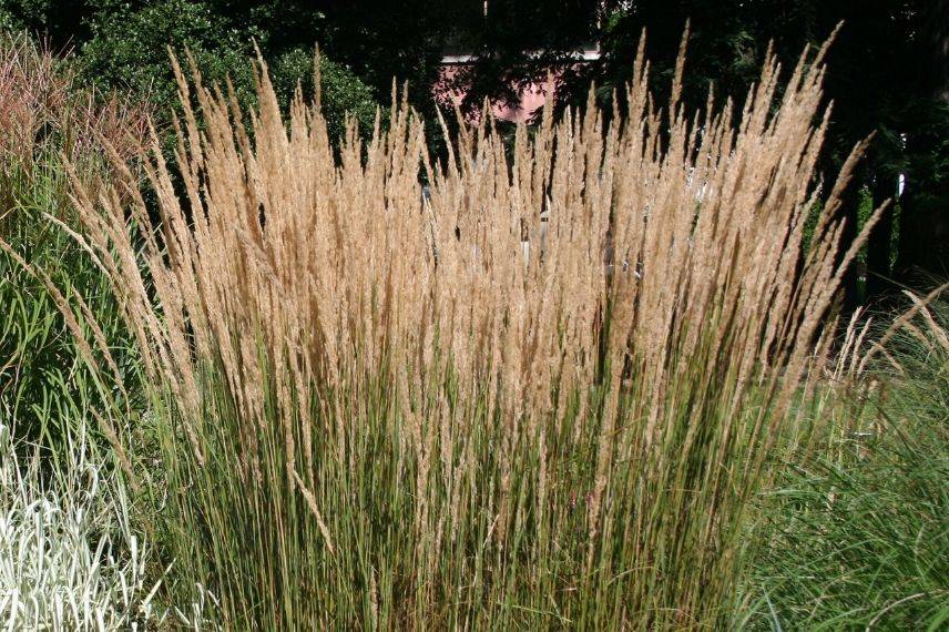 calamagrostis