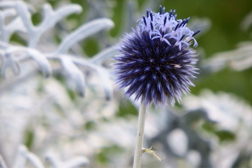 echinops