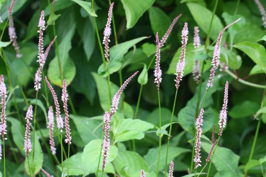 persicaria amplexicaulis