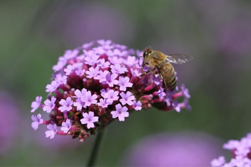 verbena bonariensis