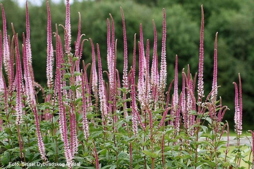 veronicastrum