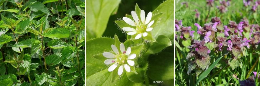 plantes bio-indicatrices de sols riche en azote