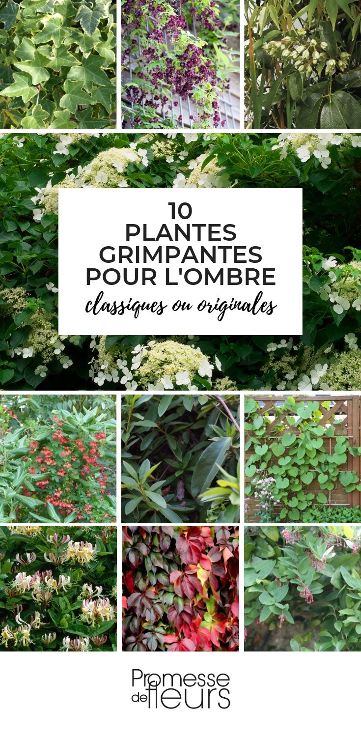 Tout savoir sur les plantes grimpantes - Marie Claire