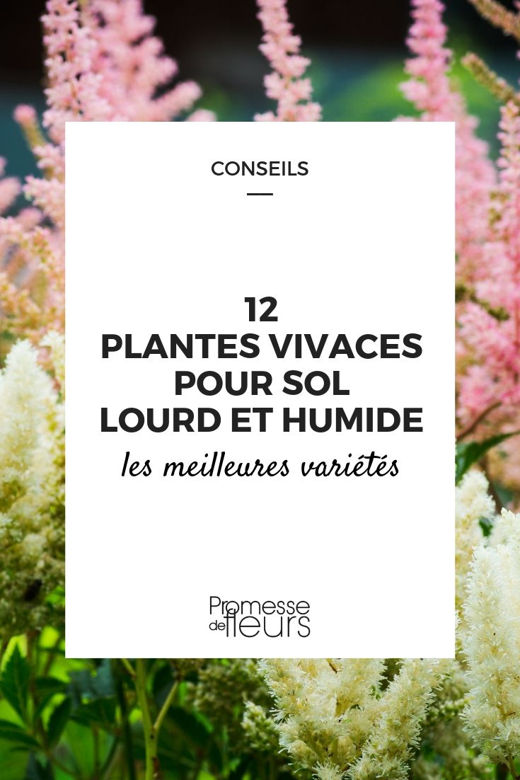 12 plantes vivaces pour sol lourd et humide - Promesse de Fleurs