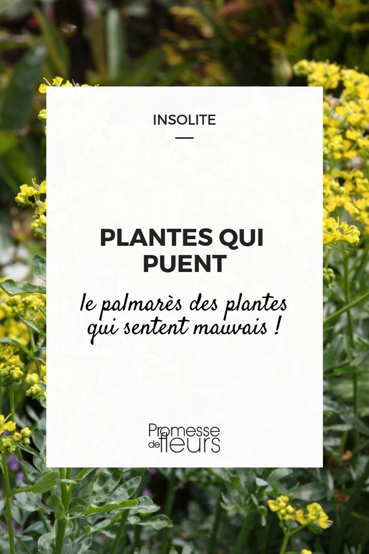 plantes qui sentent mauvais