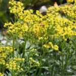 Plantes qui puent : palmarès des plantes qui sentent le plus mauvais !