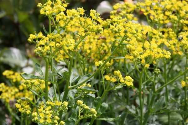 Plantes qui puent : palmarès des plantes qui sentent le plus mauvais !