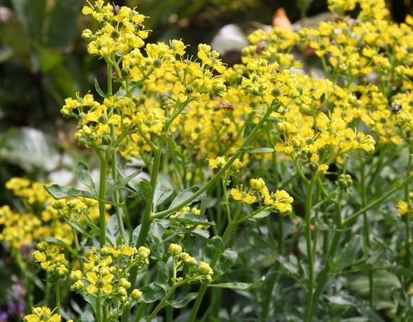 Le Bouturage Des Buis