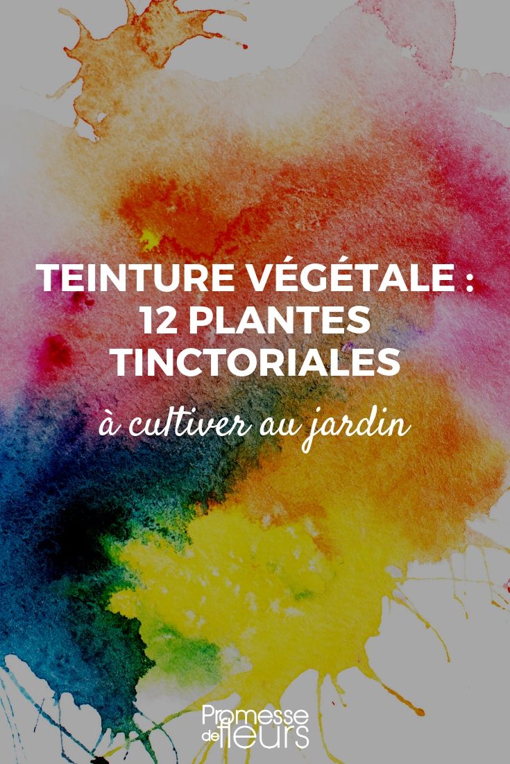 teinture végétale : plantes tinctoriales