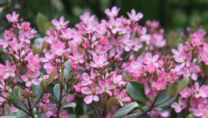 Raphiolepis : planter, tailler, entretenir - Nos conseils