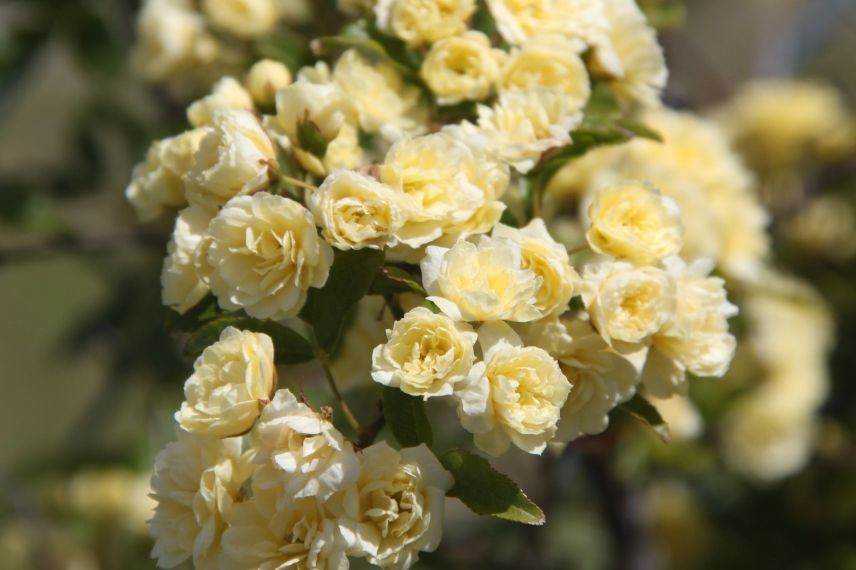 plantes grimpantes pour le plein soleil