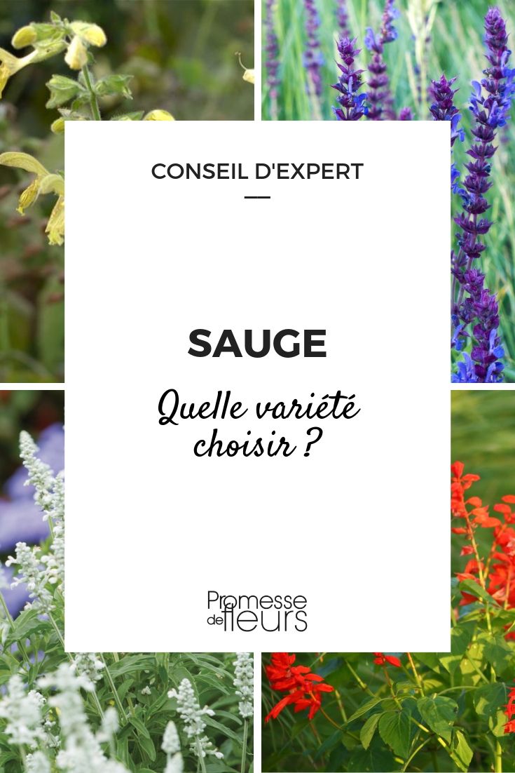 SAUGE : Quels sont les bienfaits de la Sauge ?