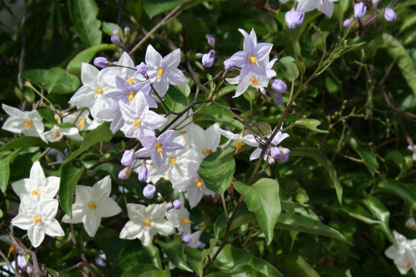 plantes grimpantes pour le plein soleil