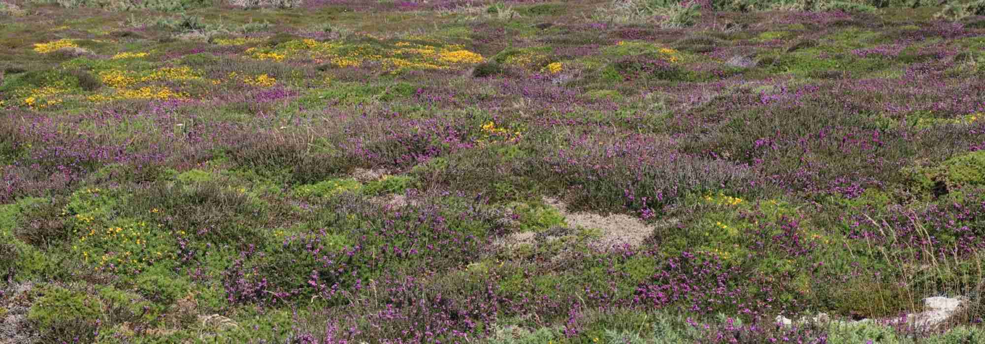 Terre de bruyère : comment bien l'utiliser au jardin ?