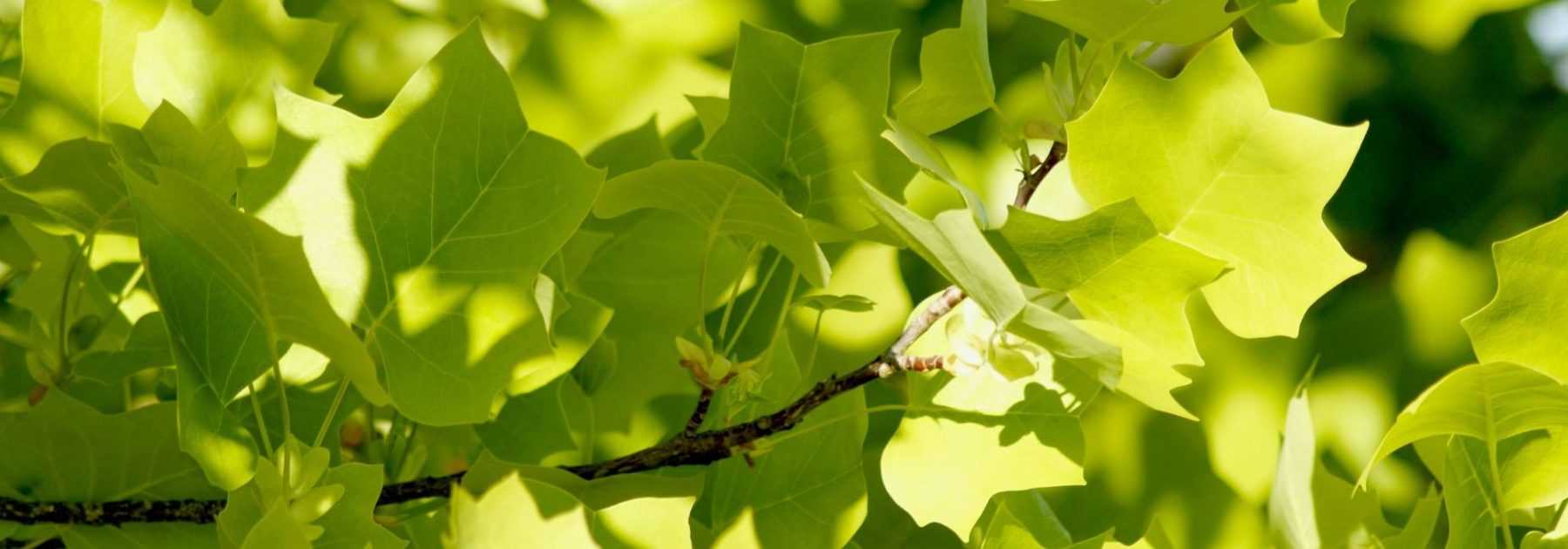 Tulipier de Virginie, Liriodendron : plantation, entretien