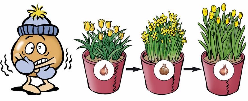 vernalisation, stratification