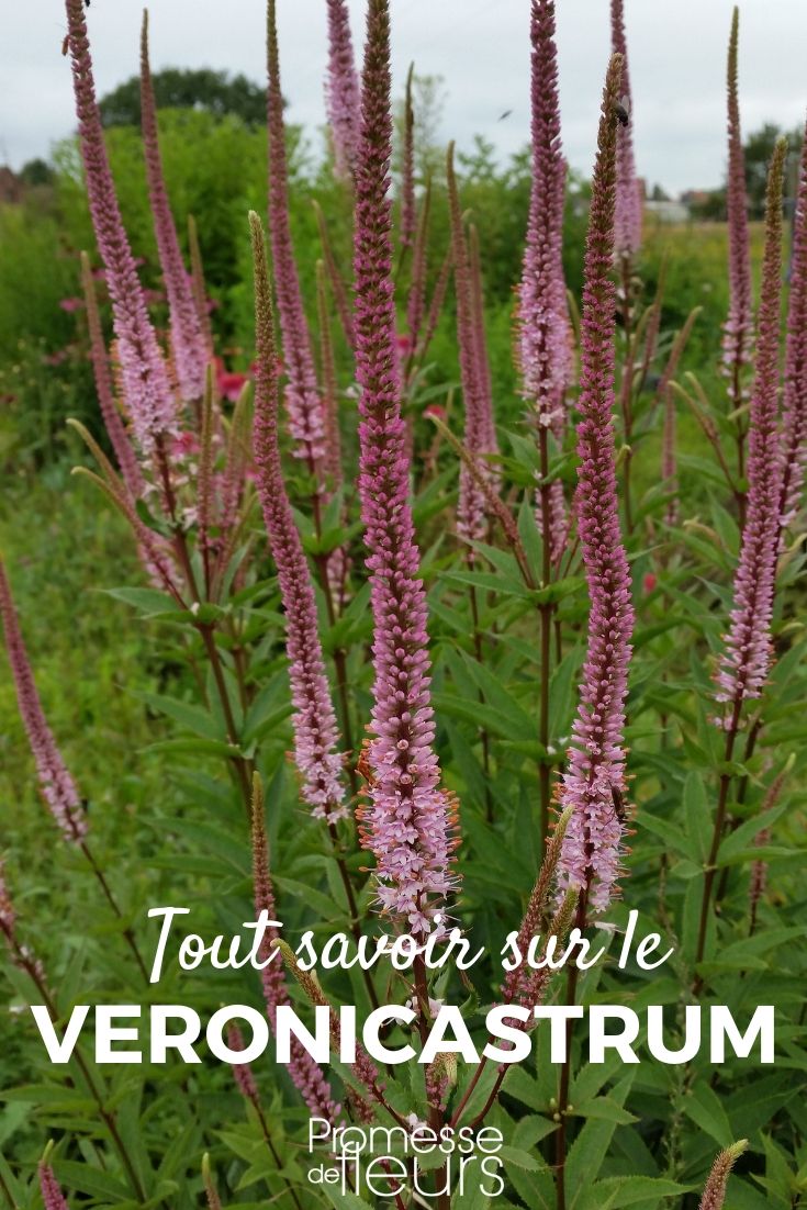 Veronicastrum virginicum - Véronique de Virginie