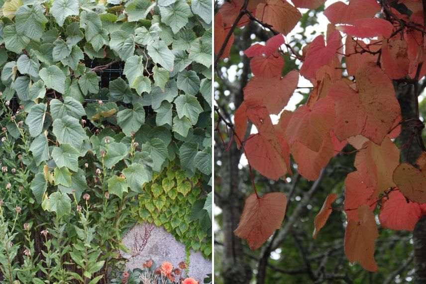 plante grimpante pour l'automne