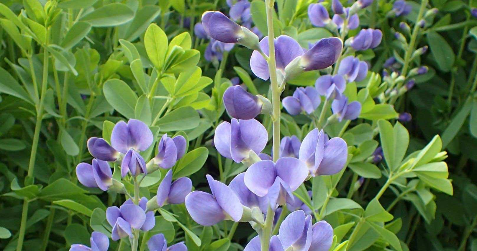 Baptisia : 7 idées d’associations réussies