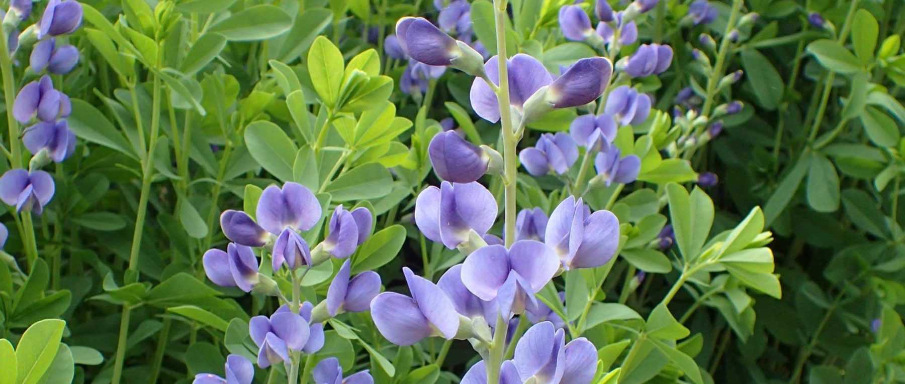 Baptisia : 7 idées d’associations réussies